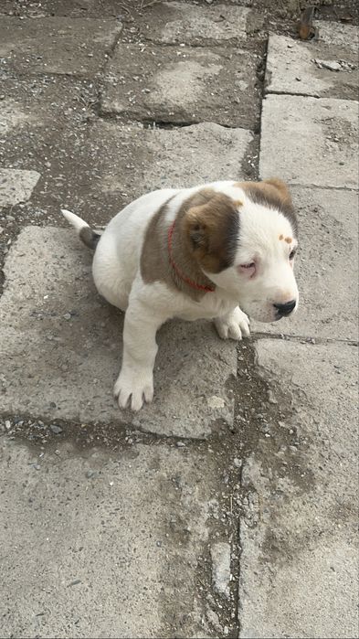 Алабай күшік сатылады