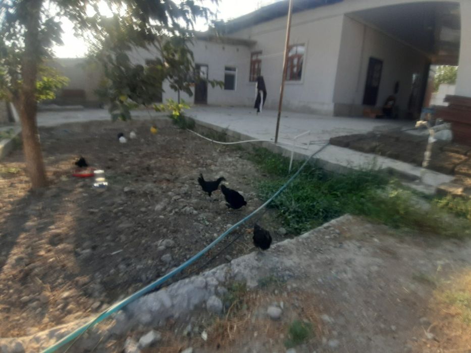 Andijon Qora Tovuqlari sotiladi