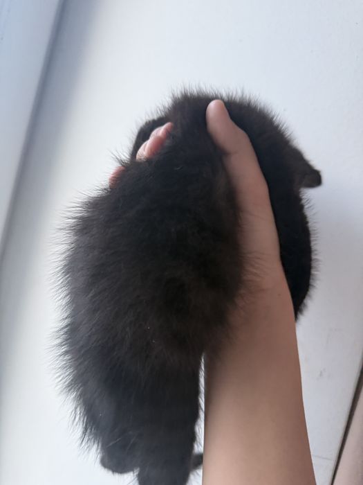 котята породестые