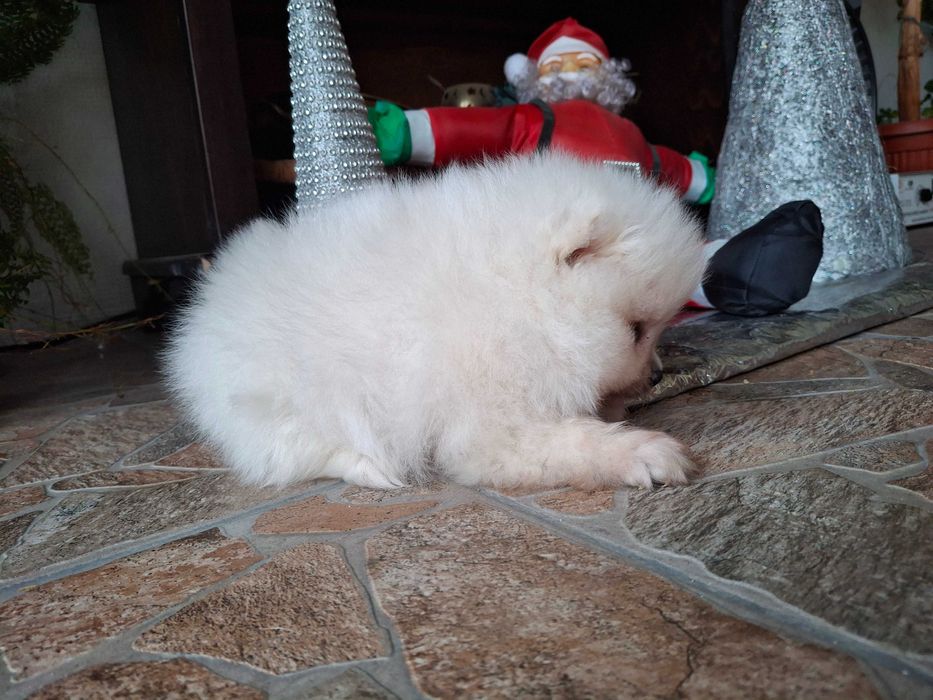 Померан мъжки кученца