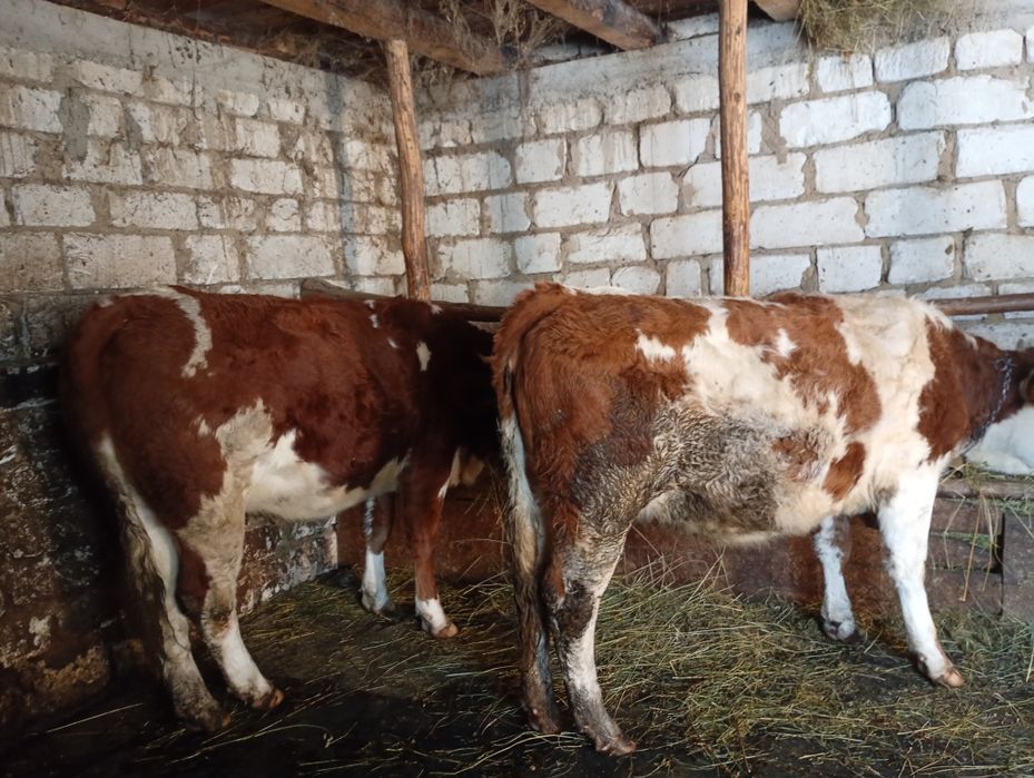 Taur bălțat românesc și juninci posibil gestante