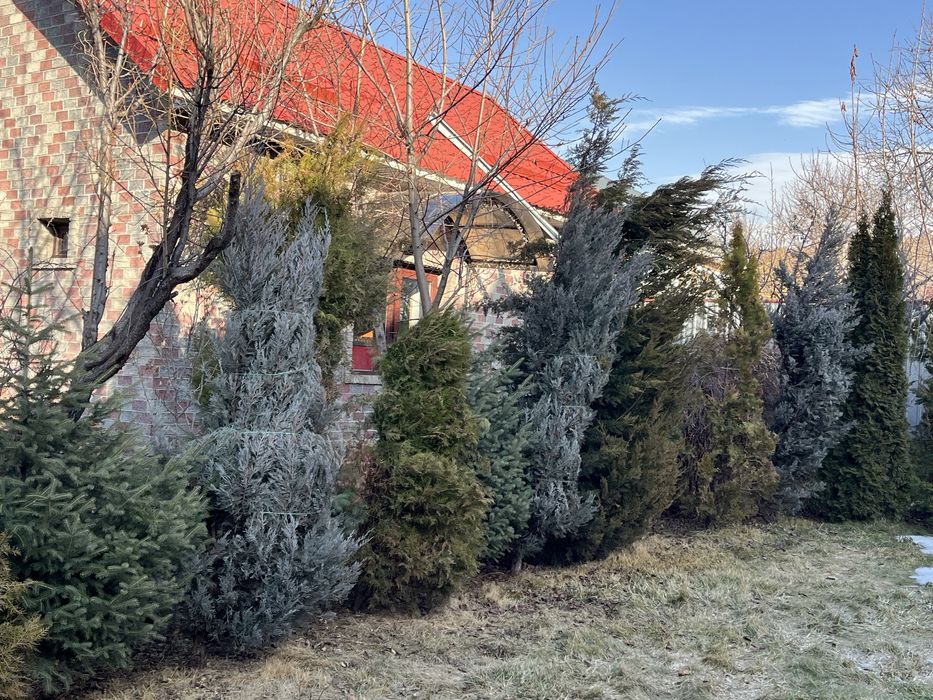 Пихты, Туи, можжевельники