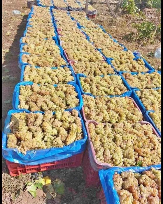 Strugurii de vin