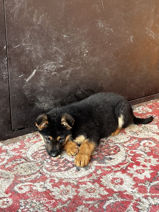 немецкий овчарка