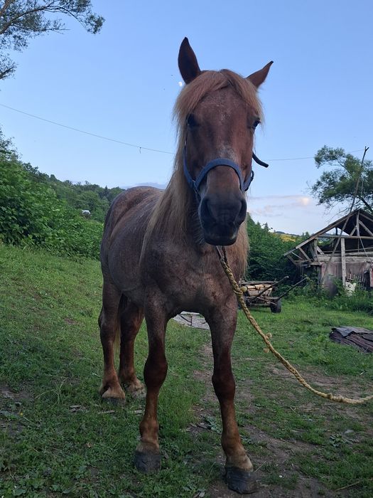 Armasar de vânzare are 9ani sau schimb cu o iapa
