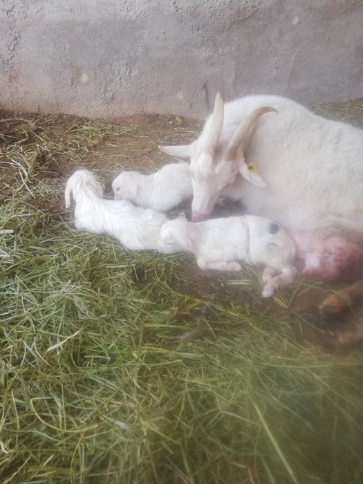 Сутти ешки сатылады