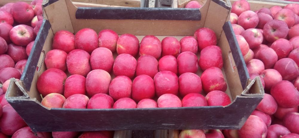 Mere idared golden prince red cif