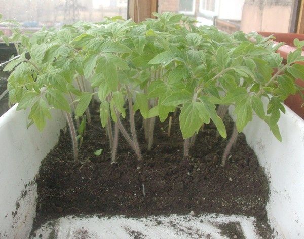 Продам рассаду помидор, саженцы вишни,винограда, ирга,смородина