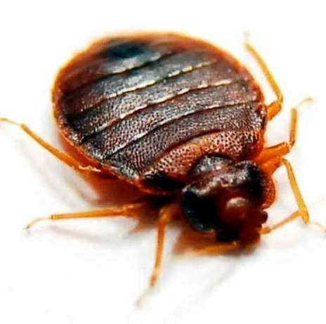 Dezinfeksiya xizmati klopa va trakanlarga qarshi.