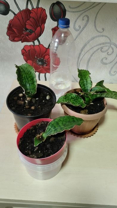 Продам Сансивиерию Кирки Сильвер блю