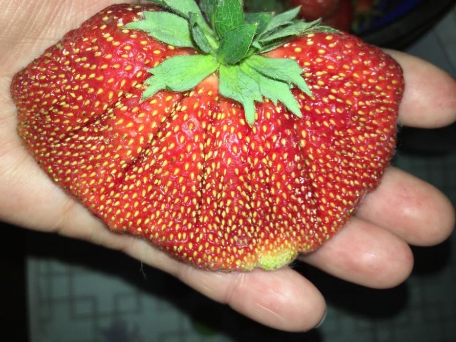 Клубника саженцы