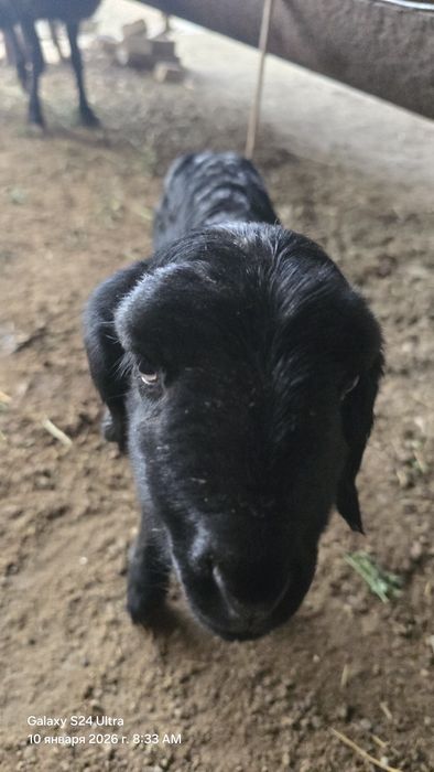 Она бола куй сотилади