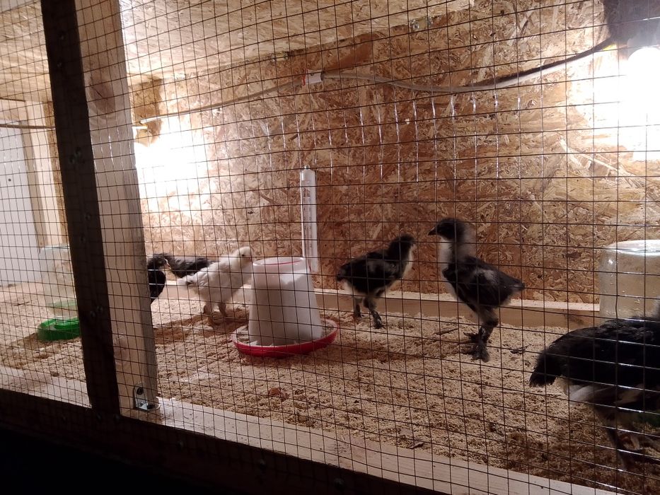 Продам клетку для цыплят