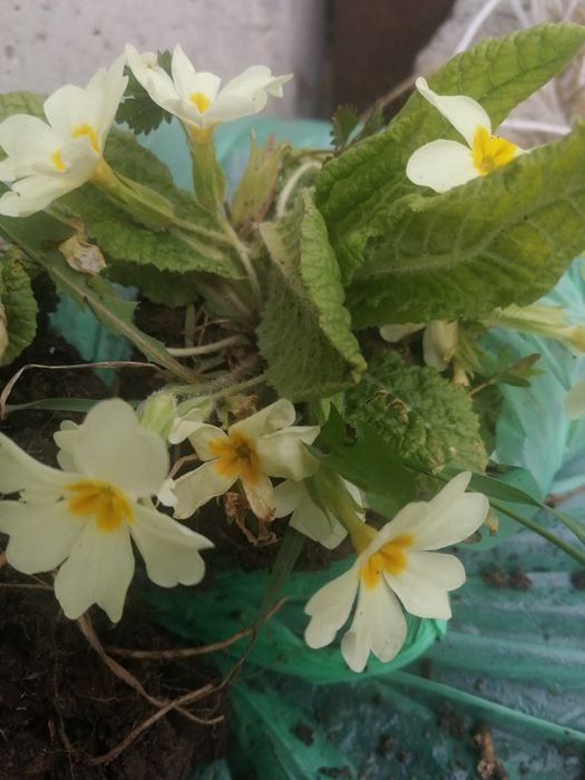 Градинска иглика в 4 цвята