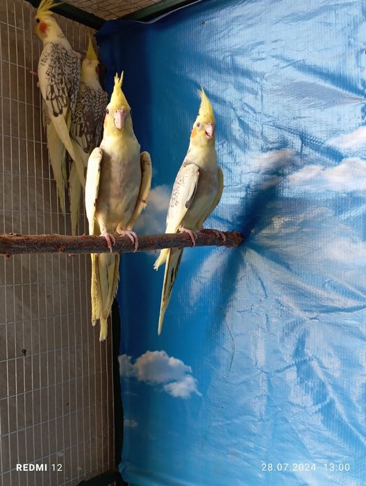 Папугай карелла сотилади маладойла