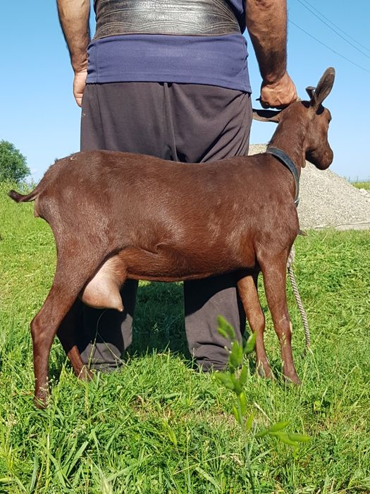 Murciano Granadina 2 capre tinere