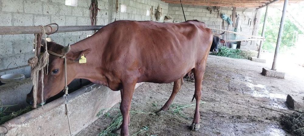 Buqa va gʻunojin sotiladi 25mlndan 8.5 oylik bugʻoz jondor tumanida 93