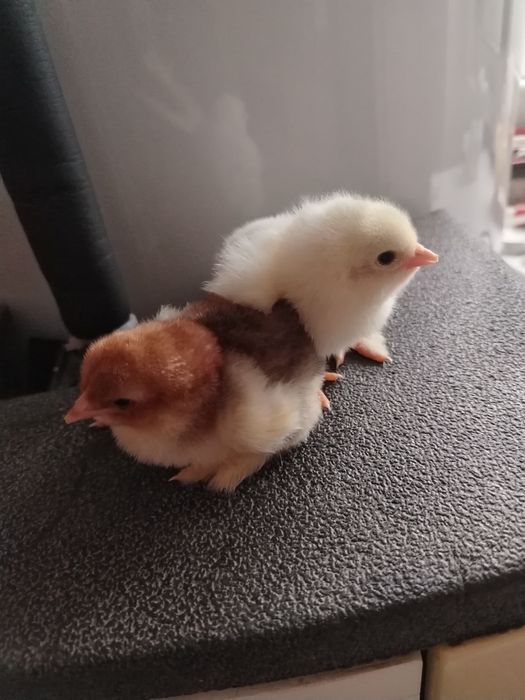 Pui brahma pe diferite culori!