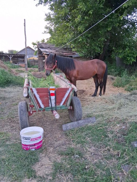 Armasar de vanzare
