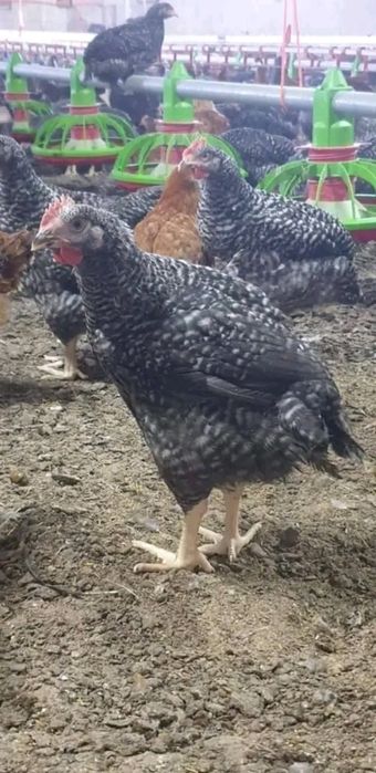 Ferma Puii rasă mixta și puii albi de carne prima serie