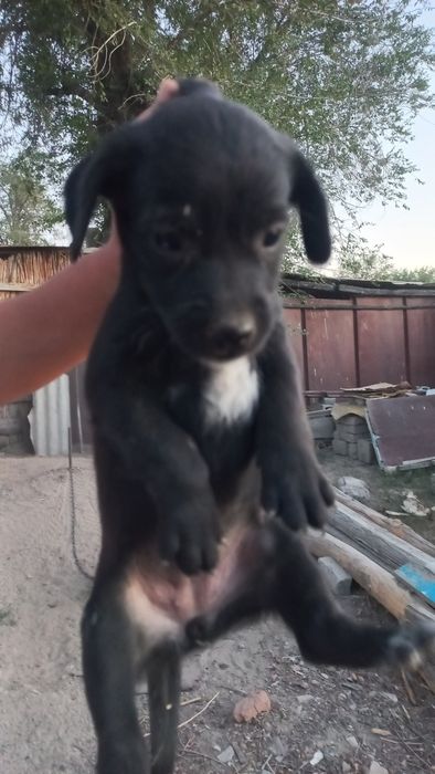 Прододим щенка спаниель но не мамку