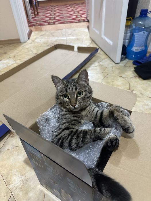 Пропал кот в Каскелене