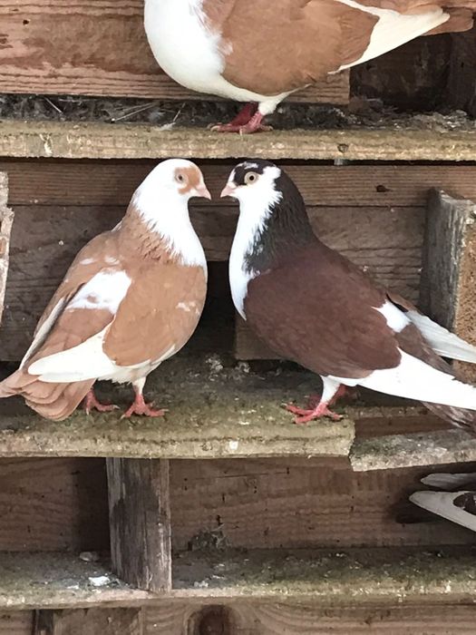 Vând porumbei galateni jucatori