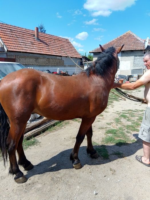 Vând mânz un an și opt luni