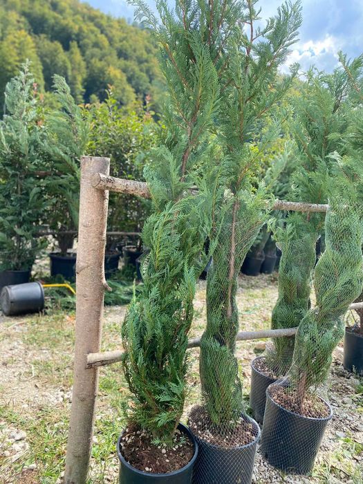 Plante Rezistente pentru Amenajări Durabile