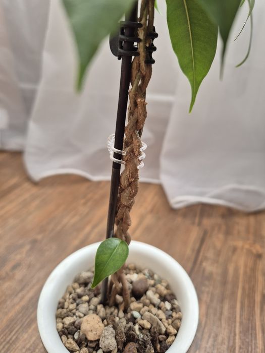 Фикус Бенджамина