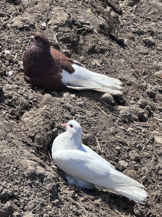 De vanzare porumbei de rasa