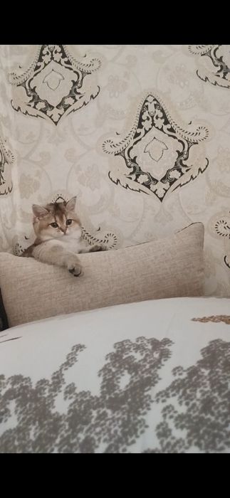 Залатистий шиншила тоза зотлик 4 ойлик