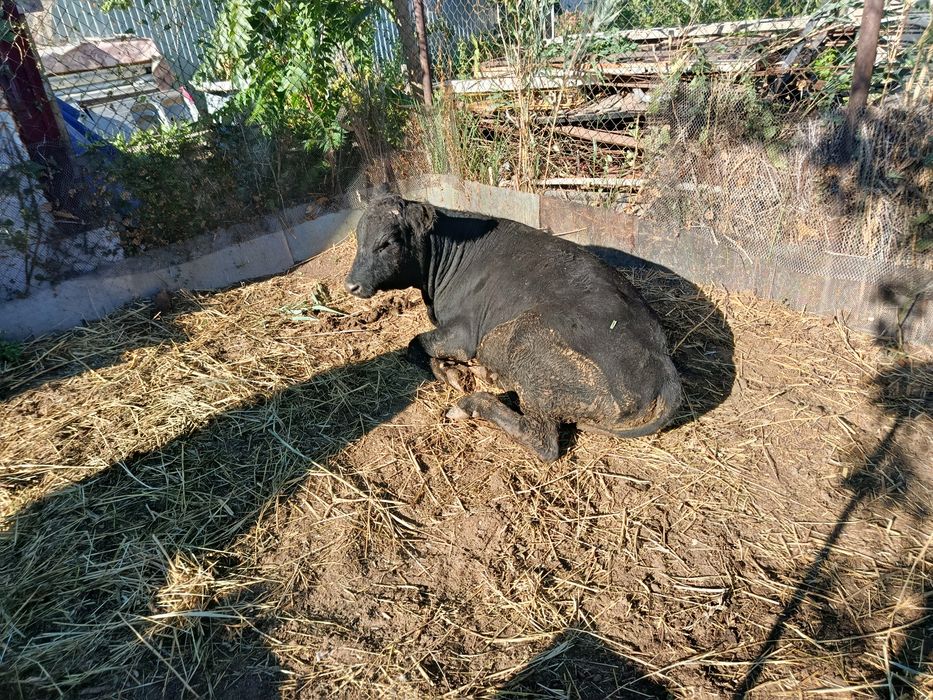 Продам быка молодого ангус