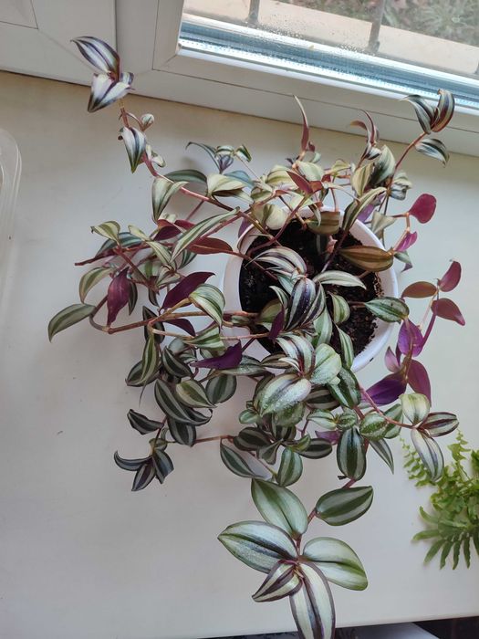 Традесканция полосатая