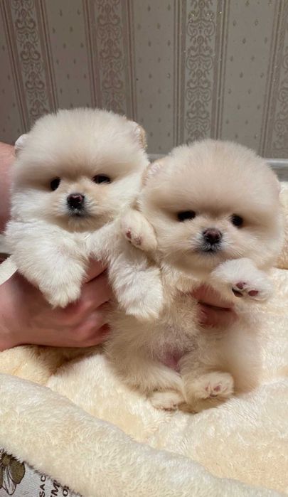 Щенки померанского шпица