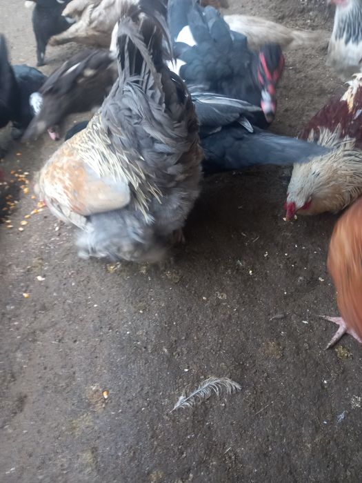 Куры несушки продам