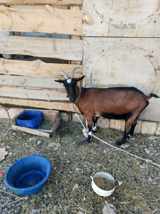 Ешкі Алпини  сұтті жакс ешкі