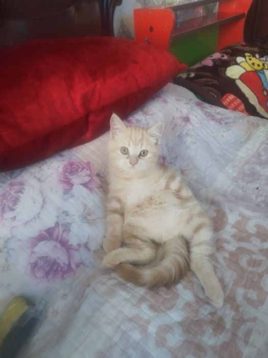 Skotish strayt malchik