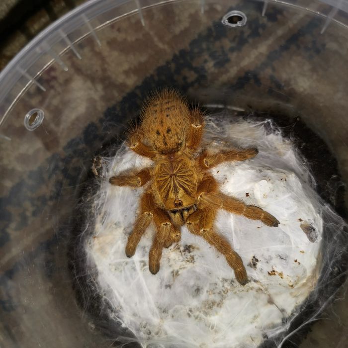 Пауки птицееды разные виды