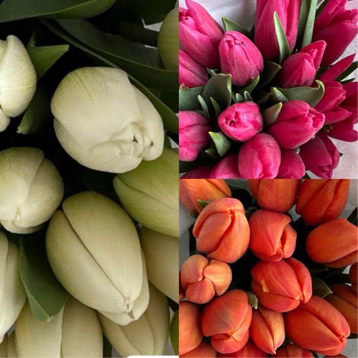 Тюльпаны Лолалар