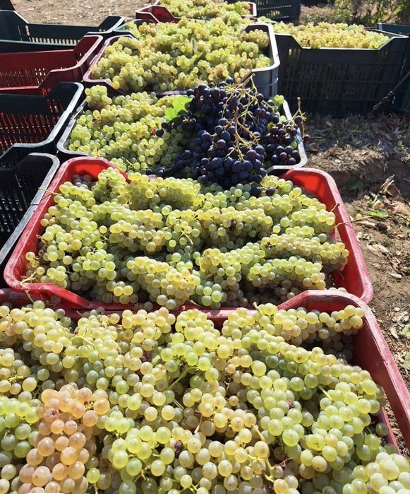 Vand struguri de vin am toate soiurile