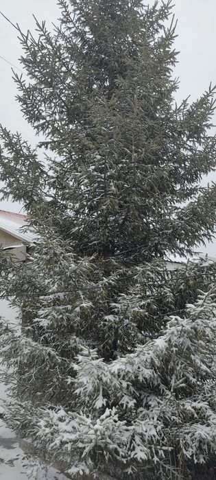 Продам         ель