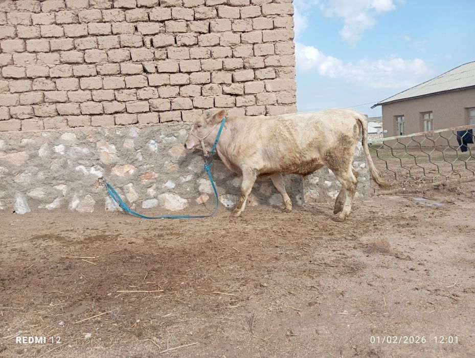 Buzoq 10 oylik sotiladi