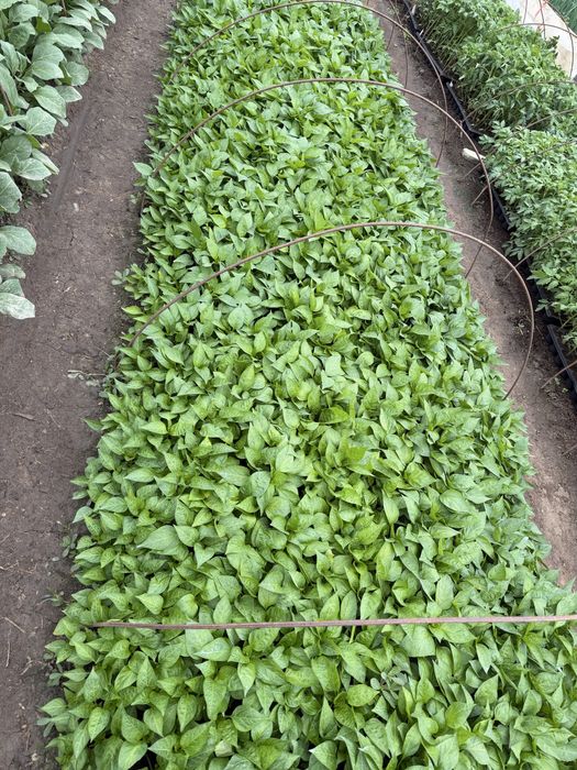 Vând răsad, rosii inima boului, ardei gras, kapia, gogosar, vinete