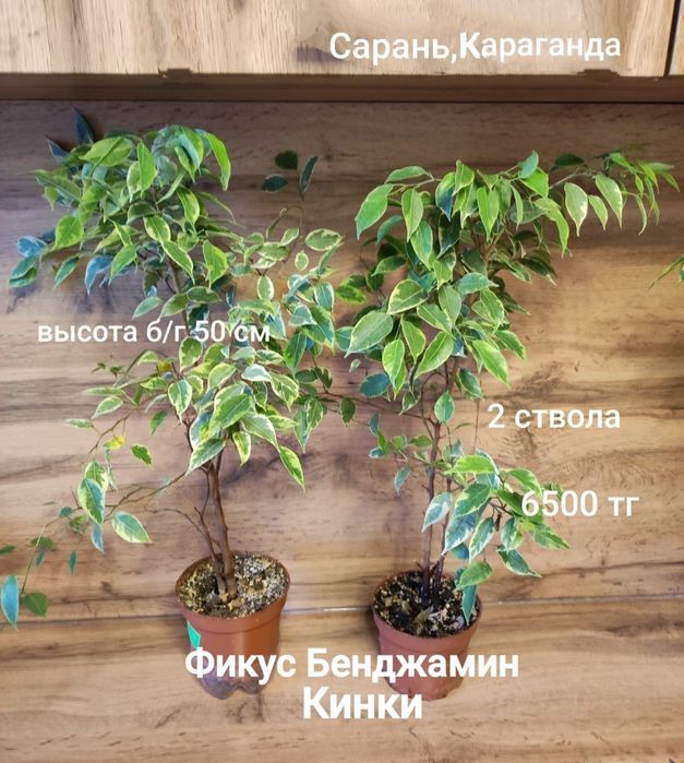 Фикус разный 3...