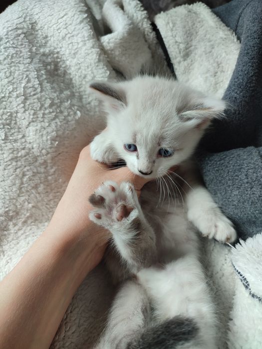 Отдам котят в добры руки даром