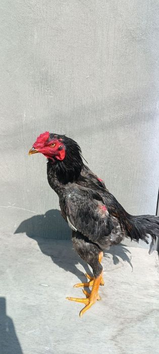 Кореец шоже сатылады