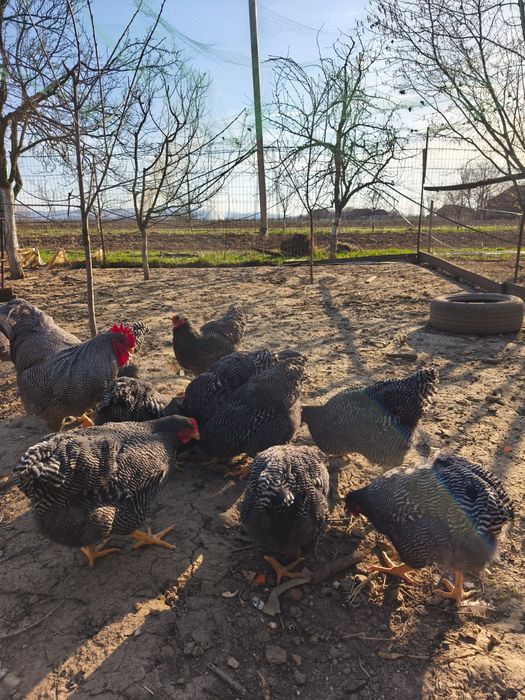 Ouă pt. incubat rasa Playmouth Rock