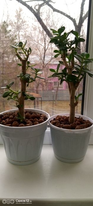 Цветы для офиса и дома разные