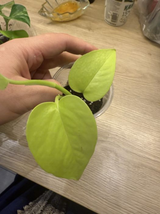 Эпипремнумы разные от 500 тг до 1500тг